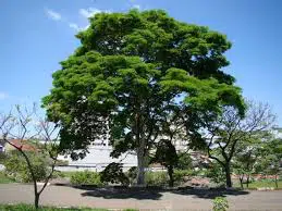 arvore pau ferro