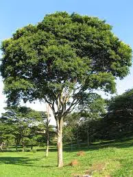 arvore pau ferro1