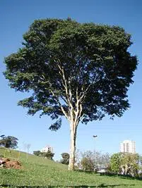 arvore pau ferro2