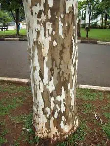 arvore pau ferro3