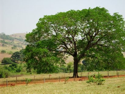 arvore tamboril orelha de macaco1