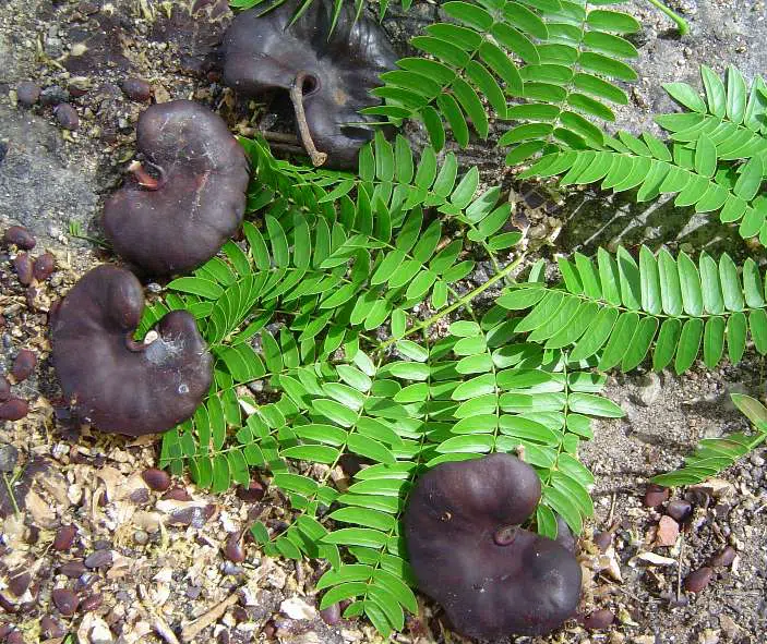 orelhademacaco enterolobiumcontor timbauba2
