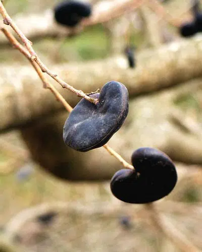 orelhademacaco enterolobiumcontor timbauba4