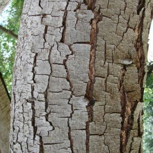 Bilro - Pau amendoim - Pteregyne nitens