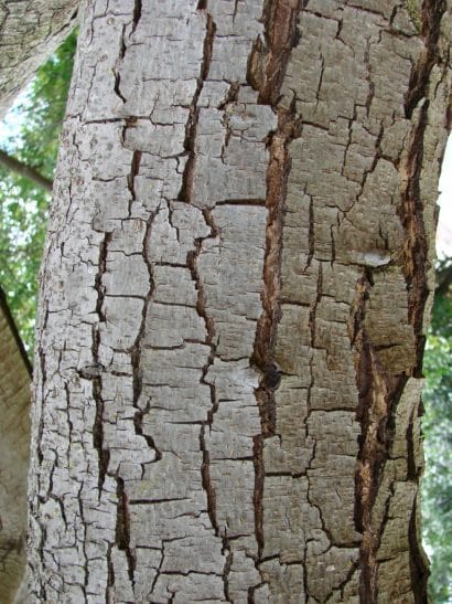Bilro - Pau amendoim - Pteregyne nitens