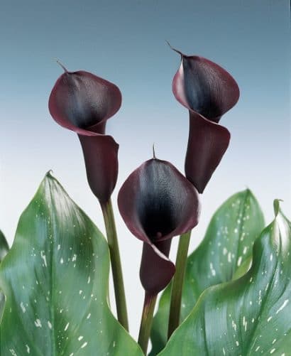 callas preto