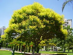 faveiro do cerrado 1