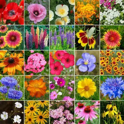 flores sortidas