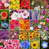 Flores Sortidas 300 Sementes (Até 400 Variedades)