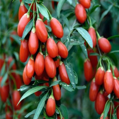 goji berry sementes2