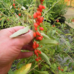 goji berry sementes3