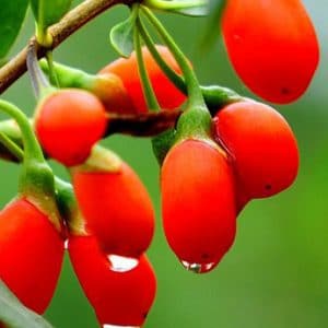 goji berry sementes5