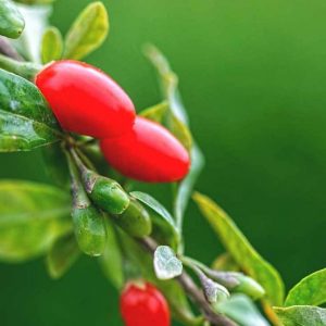 goji berry sementes6