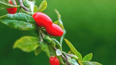 goji berry sementes6