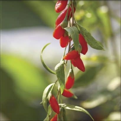 goji berry sementes7