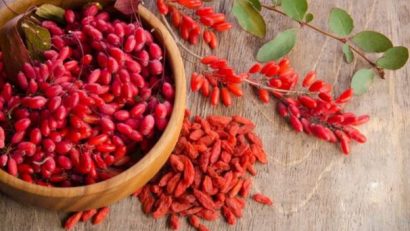 goji berry sementes8