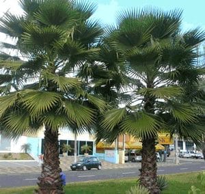 palmeiras sabal de cuba sabal jamaicensis sementes
