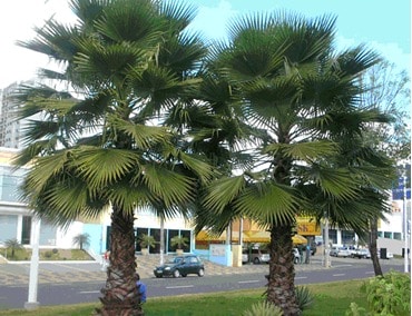 palmeiras sabal de cuba sabal jamaicensis sementes