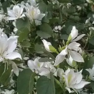 pata de vaca sementes4