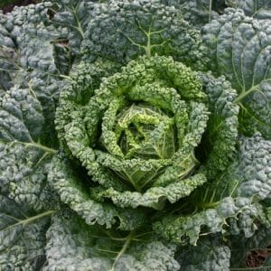 repolho crespo de milao comprar semente savoy cabbage