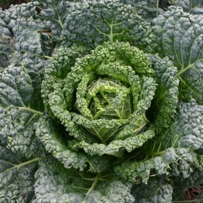 repolho crespo de milao comprar semente savoy cabbage