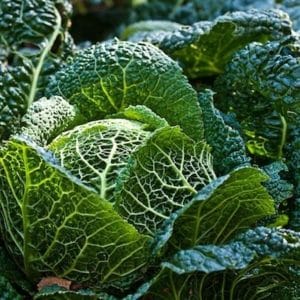 repolho crespo de milao comprar semente savoy cabbage2