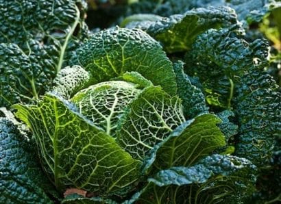 repolho crespo de milao comprar semente savoy cabbage2