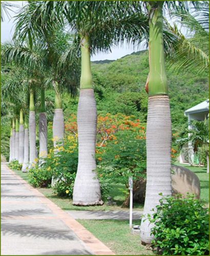 sementes palmeira imperial