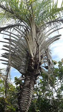 licuri3