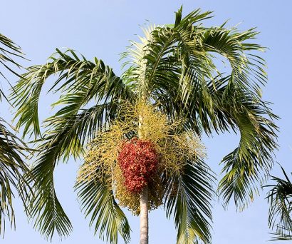 palmeira imperial carpentaria acuminata comprar semente