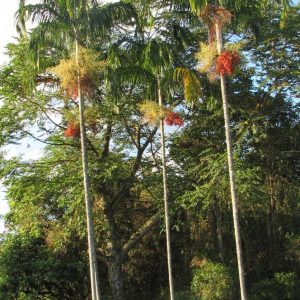 palmeira imperial carpentaria acuminata comprar semente1