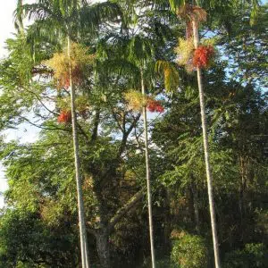 palmeira imperial carpentaria acuminata comprar semente1