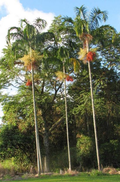palmeira imperial carpentaria acuminata comprar semente1