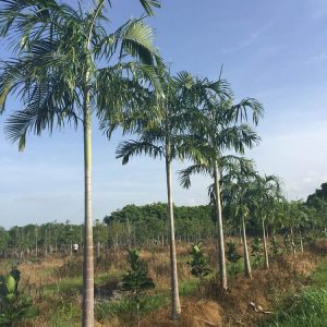 palmeira imperial carpentaria acuminata comprar semente2