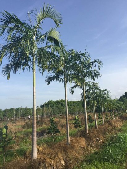 palmeira imperial carpentaria acuminata comprar semente2