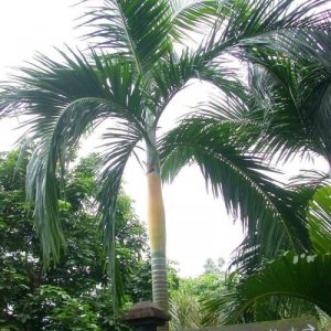palmeira imperial carpentaria acuminata comprar semente3