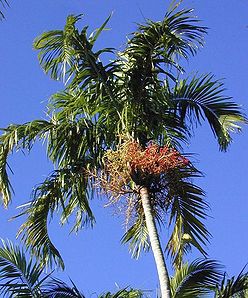 palmeira imperial carpentaria acuminata comprar semente4