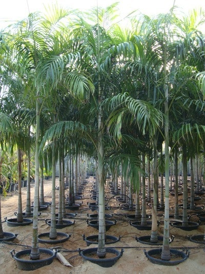 palmeira imperial carpentaria acuminata comprar semente6