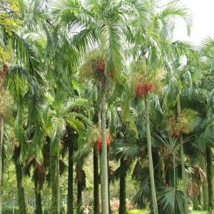 palmeira imperial carpentaria acuminata comprar semente7