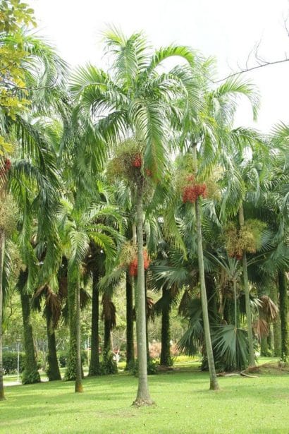 palmeira imperial carpentaria acuminata comprar semente7