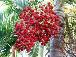 palmeira imperial carpentaria acuminata comprar semente9