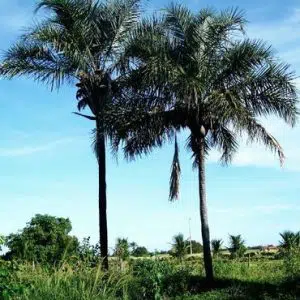 palmeira licuri syagrus coronata sementes
