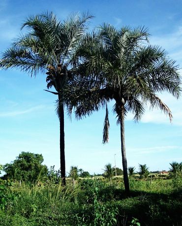 palmeira licuri syagrus coronata sementes