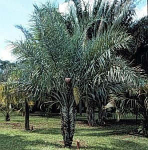 palmeira licuri syagrus coronata sementes3