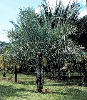palmeira licuri syagrus coronata sementes3