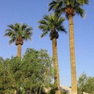 washingtonia california fan palm 1