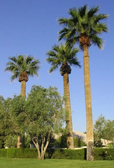 washingtonia california fan palm 1