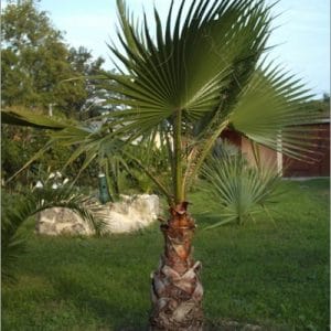 washingtonia robusta