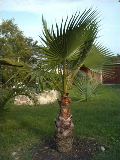 washingtonia robusta