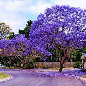 jacaranda mimoso jacaranda mimosifolia comprar sementes